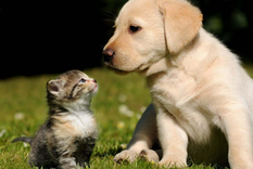 Esta es la mejor manera de garantizar una convivencia segura entre ellos Foto: WallPaper Cave