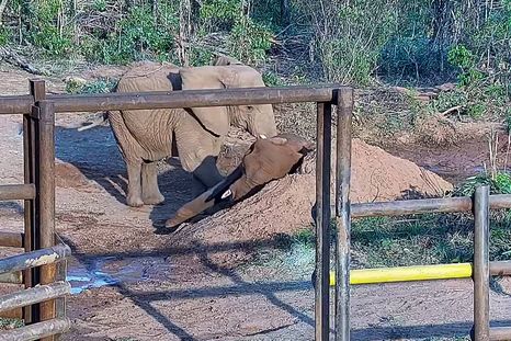 Kenya junto al cuerpo de Pupy en el santuario de Brasil.