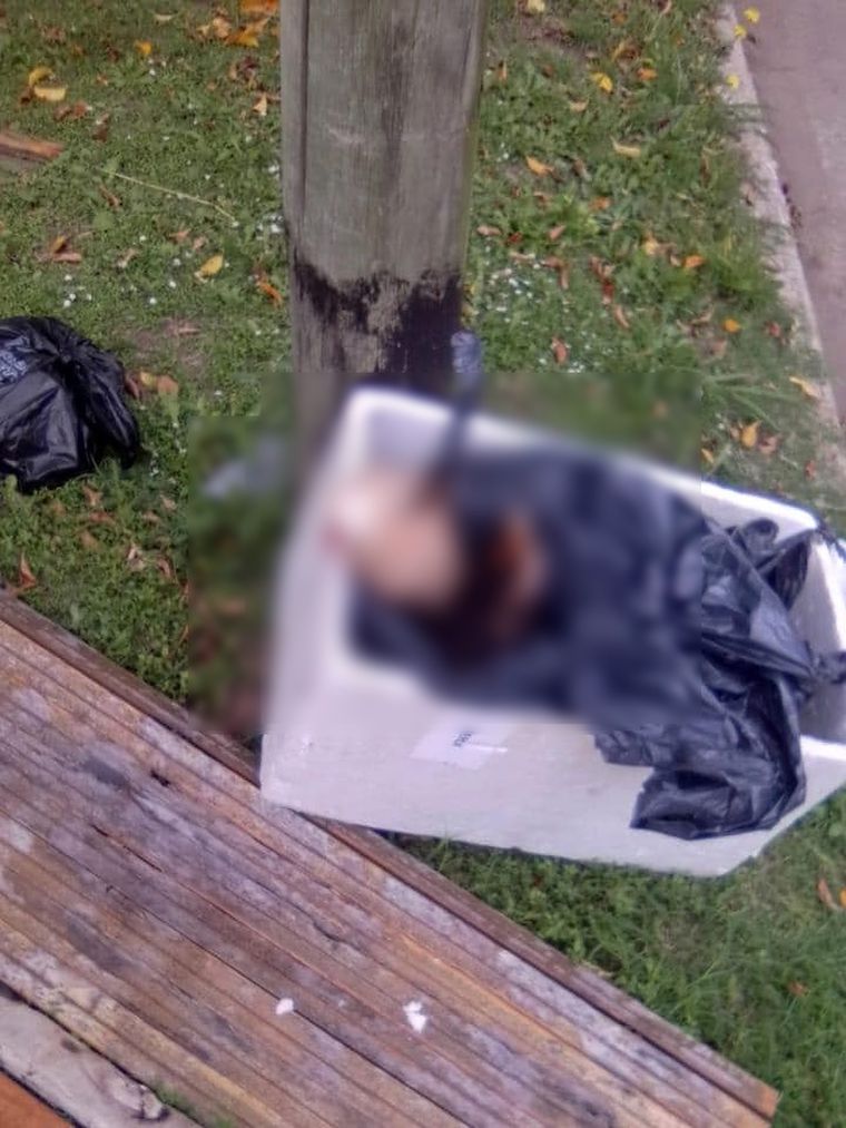 Macabro El sujeto apareció en partes dentro de una caja de telgopor.