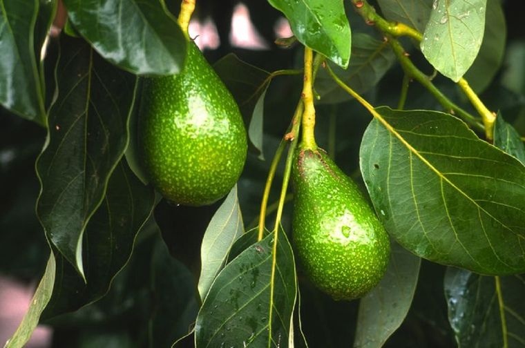 Anímate a producir tus propias paltas o aguacates. Foto: Infoagro