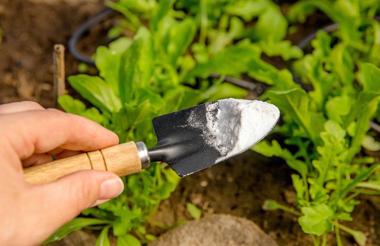 Jardinería. El bicarbonato de sodio representa uno de los mejores aliados para la salud de las plantas Foto: SHUTTERSTOCK Jardinería. El bicarbonato de sodio representa uno de los mejores aliados para la salud de las plantas Foto: SHUTTERSTOCK