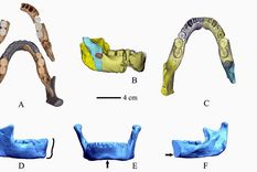 Homínido Los científicos aún no pueden saber la especie exacta a la que pertenecen los restos. Foto: Institute of Vertebrate Paleontology and Paleoanthropology / Chinese Academy of Sciences