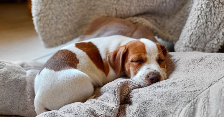 ¿Los perros sueñan? La respuesta en la nota.