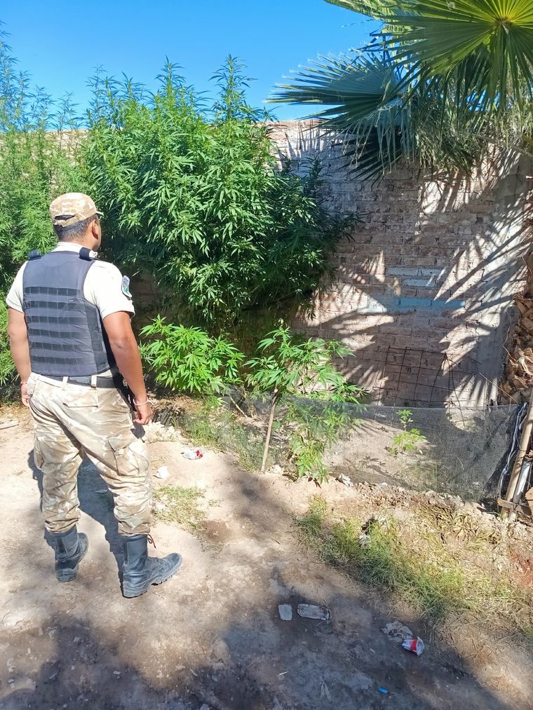 La plantación de cannabis hallada en el patio de la casa. Foto: Gentileza.