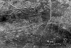 Foto: livescience.com