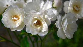 Esta rosa es ideal para decorar patios o balcones. Esta rosa es ideal para decorar patios o balcones.