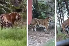 El animal estuvo todo un día suelto. Foto: TvAzteca.