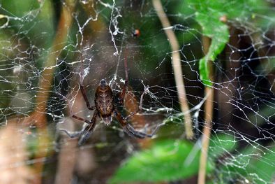 MDZol | araña Psechrus clavis telaraña