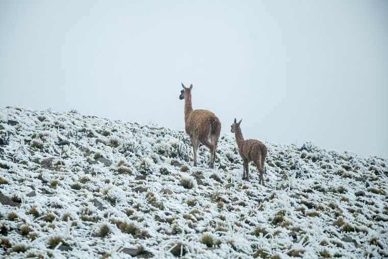 Foto: Gentileza Prensa Municipalidad de Las Heras