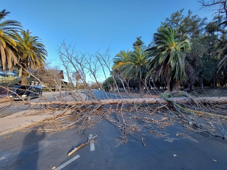 El viento Zonda tiró varios árboles en el Parque San Martín Foto: Santiago Tagua/MDZ