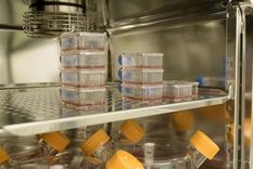 La sangre artificial en un laboratorio de Bristol Foto: NHSBT