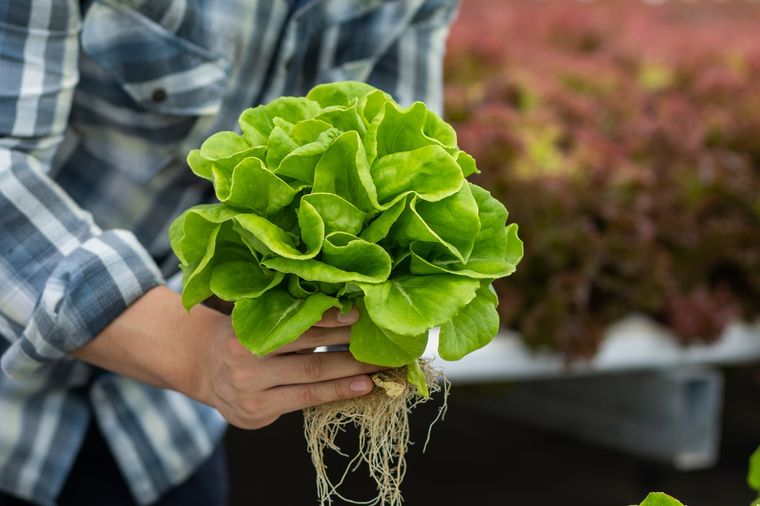 La lechuga se puede sembrar en junio en el jardín. Fuente: Shutterstock. La lechuga se puede sembrar en junio en el jardín. Fuente: Shutterstock.