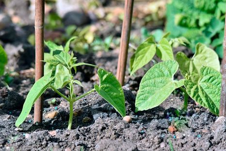 Estacas y bastones Foto: horticulture.co.uk