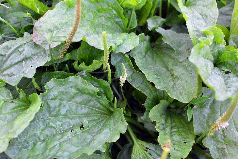 Llantén Un verdadero tesoro medicinal. Foto: Fuente: Shutterstock