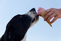 Mascotas Aprende a hacer un helado saludable para tus perros Foto: Pexels