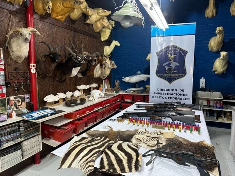 Un taller clandestino dedicado a la taxidermia fue allanado en las últimas horas en el partido bonaerense de Berazategui. Foto: Ministerio de Ambiente de la Nación