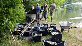 La extrema ola de calor en Europa mató a los peces. Foto Efe La extrema ola de calor en Europa mató a los peces. Foto Efe