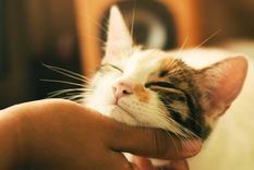 Curiosidades sobre gatos: 5 datos que te ayudarán a entenderlos Foto: Shutterstock