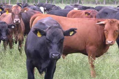 MDZol | Ganado bovino mendocino, la esencia de ser de COPROSAMEN