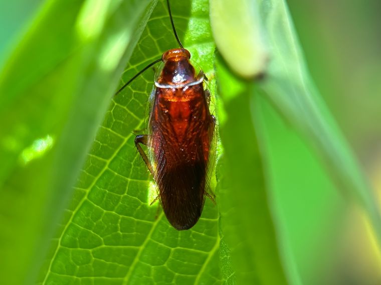 Un sueño que aterra. Foto: Fuente: Shutterstock