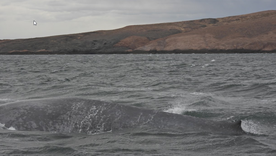 El registro de la ballena azul en Chubut aporta información clave para la protección de la biodiversidad marina. Foto: Fundación Rewilding Argentina El registro de la ballena azul en Chubut aporta información clave para la protección de la biodiversidad marina. Foto: Fundación Rewilding Argentina