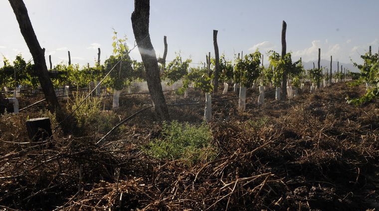 Foto: Alf Ponce / MDZ