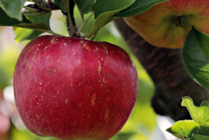 Manzana Foto: Pixabay