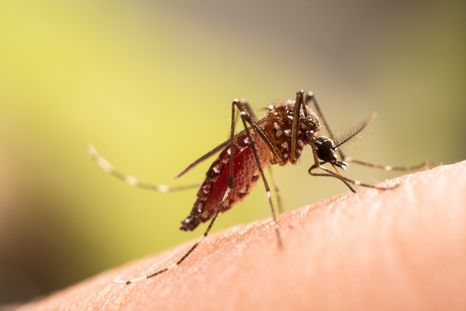 Los mosquitos pueden ser una verdadera molestia si no se tienen ciertos recaudos. Los mosquitos pueden ser una verdadera molestia si no se tienen ciertos recaudos.