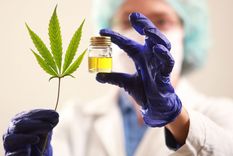 crece el interes en el desarrollo productivo del cannabis medicinal