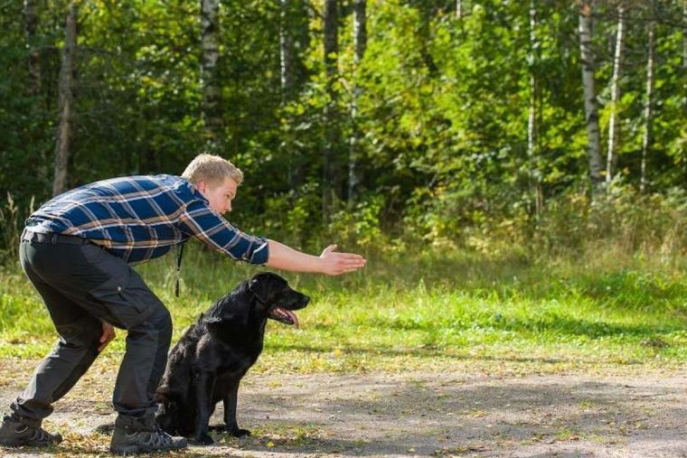 Perro Perro con adiestramiento Foto: Tiendanimal