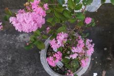 Un pequeño árbol para decorar los balcones o terrazas. Foto: Shutterstock