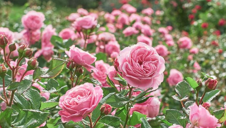 Con este truco casero tendrás el jardín lleno de rosas en poco tiempo Foto: Shutterstock