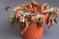 Este abono casero revive cualquier planta del jardín Foto: Shutterstock