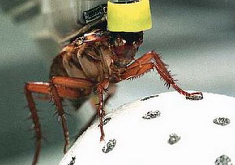¿Las roboto-rachas producirán la misma impresión que las cucarachas reales? Foto: web