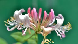 Una de estas plantas es la madreselva. Una de estas plantas es la madreselva.