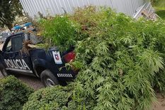 La movilidad policial repleta con las plantas de marihuana secuestradas.&nbsp;