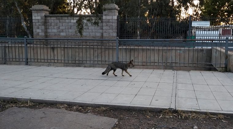 Foto: ALF PONCE MERCADO / MDZ