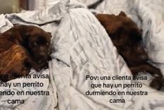 Luego de hacerse viral en TikTok, la historia de este perro sigue. Foto: Captura del video de TikTok