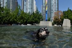 Un perro se refresca para apaciguar el impresionante calor. Foto: REUTERS