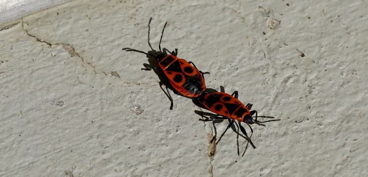 El documento sobre la chinche del arce reúne consejos para prevenir su presencia en casas, veredas y espacios verdes.