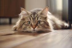 Para tener en cuenta: ¿cuánto tiempo puedo dejar solo a mi gato? Es importante que los gatos sean cuidados y acompañados a lo largo de su vida. Foto: Pexels