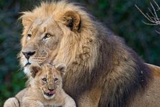 ¿que es ser un buen padre, biologicamente hablando?