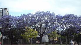 El jacarandá es uno de los cinco árboles que se pueden plantar sin tener la preocupación de que se levante la vereda. El jacarandá es uno de los cinco árboles que se pueden plantar sin tener la preocupación de que se levante la vereda.