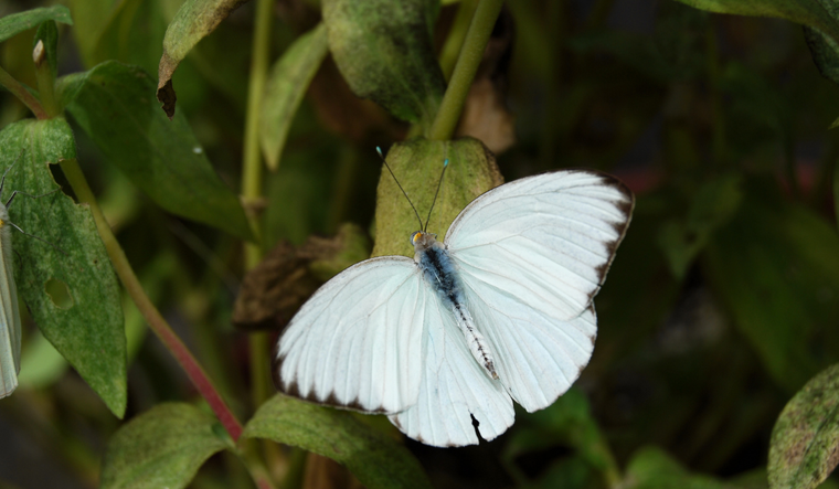En cada cultura, hay una creencia respecto de la mariposa blanca. Conocela aquí.