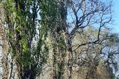 El conductor se cruzó de carril, chocó contra un árbol, volcó y murió Foto: Ministerio de Seguridad de Mendoza El conductor se cruzó de carril, chocó contra un árbol, volcó y murió Foto: Ministerio de Seguridad de Mendoza