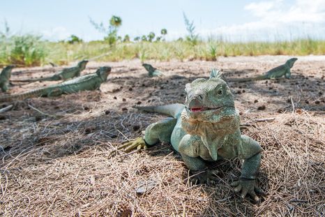 Huracanes Irma y María provocaron rápida evolución de un reptil