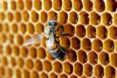 ¡mira este video!: habitos nunca conocidos de las abejas en la colmena