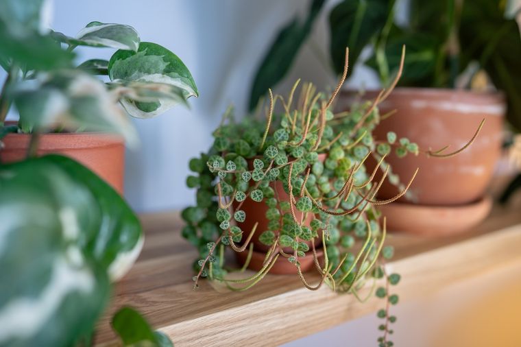 peperomia Una planta con muchos beneficios. Foto: Fuente: Shutterstock