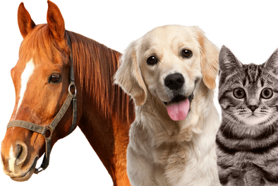 MDZol | Las mascotas son fundamentales en nuestras vidas. Foto: Equivets.