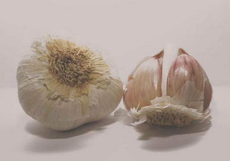 Los trabajadores del ajo querrían irse a San Juan.